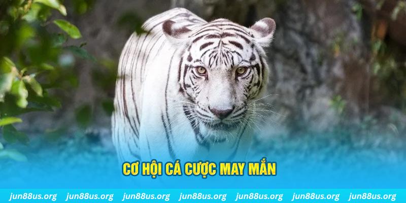 cwin888 hết slot la gì