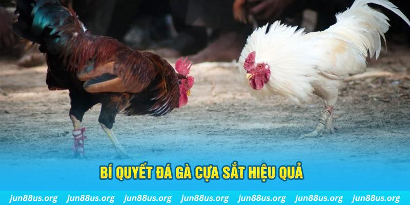 cwin888 đá gà cựa dao