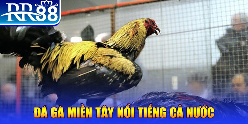cwin888 gà chọi c1.com trực tiếp 888